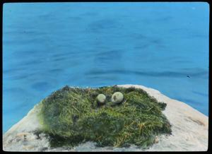 Image: Red-throated Loon Nest with Loon Egg and Burgomaster Gull Egg